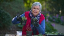 S30 E32: Gardening Australia