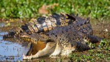S1 E5: Reptile Realm