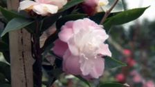 S27 E30: Guerrilla Gardeners, Handsome Hedges & Magical Mushrooms