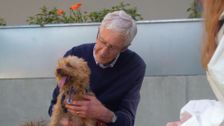 S11 E5: Paul O'Grady: For the Love of Dogs
