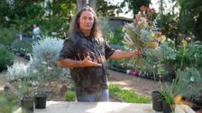 S34 E33: Gardening Australia