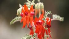 S34 E9: Gardening Australia