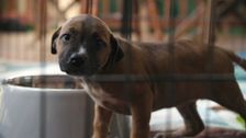 S2 E2: It's Raining Puppies