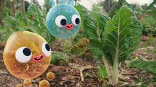 S3 E26: Veggie Garden