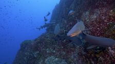 S1 E1: Socorro Islands