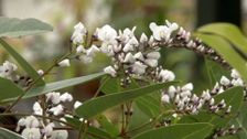 S27 E31: Native Climbers, Taking Root & Potting Up