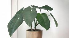 S31 E7: Gardening Australia