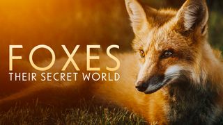 Foxes: Their Secret World