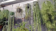 S27 E20: Wrangling The Rain, A Collector's Garden & Native Style