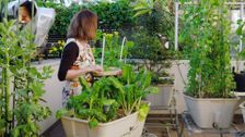 S31 E32: Gardening Australia