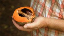 S35 E21: Winter: Exotic Fruits & Cool Conifers