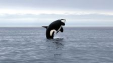 S1 E6: Orca