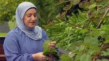 S33 E36: Gardening Australia