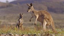 S1 E1: Kangaroo