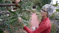 S33 E28: Dr Barbara Rye (Taxonomist)