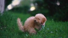 S11 E3: Pooches at Play