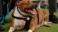 S6 E4: Paul O'Grady: For the Love of Dogs