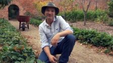 S27 E17: Strawberry Experiment, Free-Range Worms & Native Citrus