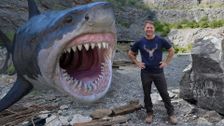 S1 E1: Shark