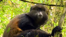 S1 E9: Rwanda: Gorillas Out of the Mist