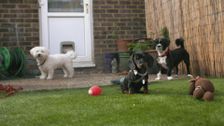 S7 E1: Paul O'Grady: For the Love of Dogs