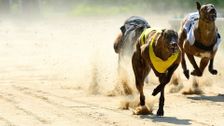 Greyhound Racing