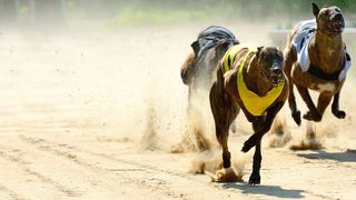Greyhound Racing