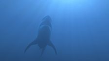 S1 E5: Secrets of the Killer Mega Shark