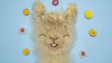 S1 E19: Alpacas