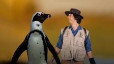 S1 E17: Andy and the African Penguins