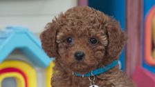 S2 E13: Puppy Search Party