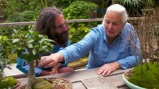 S29 E37: Gardening Australia