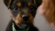 S6 E3: Paul O'Grady: For the Love of Dogs