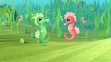 S1 E29: The Seahorse Tale
