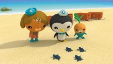 S4 E4: Octonauts and the Baby Sea Turtles