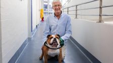 S11 E8: Paul O'Grady: For the Love of Dogs