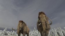S1 E6: Secrets of the Giant Mammoths