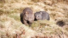 S1 E4: Wombat Kingdom