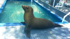 S2 E5: The Sea Lion Rescue