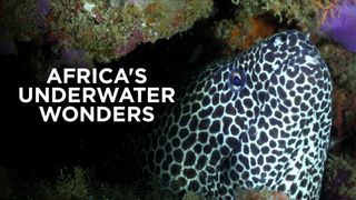 Africa's Underwater Wonders