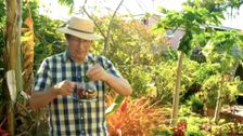S31 E3: Gardening Australia