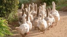 S32 E18: Gardening Australia