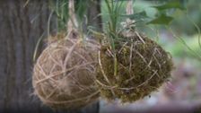 S27 E22: Pocket City Farm, Choosing Cuttings & Kokedamas