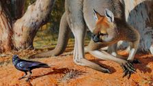 S1 E3: Procoptodon: King of Roos