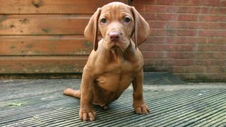 The Wonderful World of Puppies