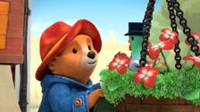 Paddington Chooses a Best Friend