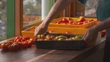 S36 E15: Winter Special: Saving Frogs & Flower Gardens