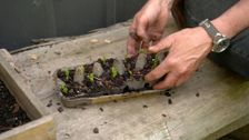 S32 E28: Hanging Planters, Design Tips & Urban Greening