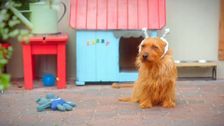 S2 E8: Monty Comes to Stay; A Royal Siesta; The Secret Shed; Bird in the Hand