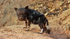 S3 E5: Baby Animal Missions: Andy and the Painted Dog Pups